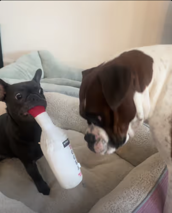 Frenchie picks fight over bottle of Whiskey !